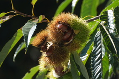 Castanea crenata, photograph (c) WATANABE Hitoshi 渡辺仁, some rights reserved (CC BY)