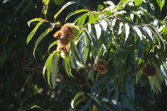 Castanea crenata, photograph (c) WATANABE Hitoshi 渡辺仁, some rights reserved (CC BY)