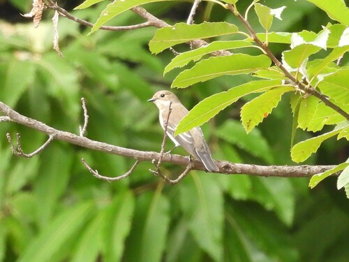 European Pied Flycatcher