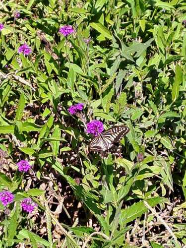 Chinese Yellow Swallowtail