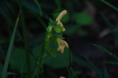 Salvia nipponica, photograph (c) WATANABE Hitoshi 渡辺仁, some rights reserved (CC BY)