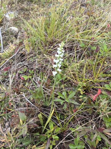 Appalachian ladies’ tresses