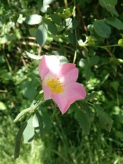 Rosa canina