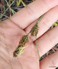 Carex serratodens