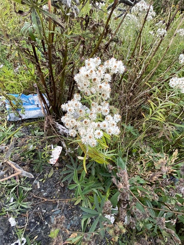 pearly everlasting