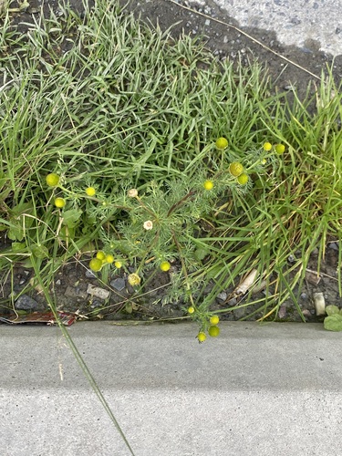 pineapple-weed