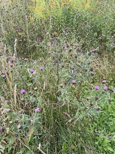 black knapweed