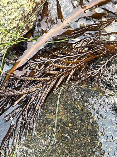 Halidrys dioica, 2026-09-14