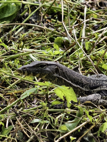 Indomalayan Water Monitor