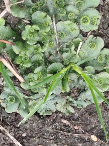 Common Liverwort