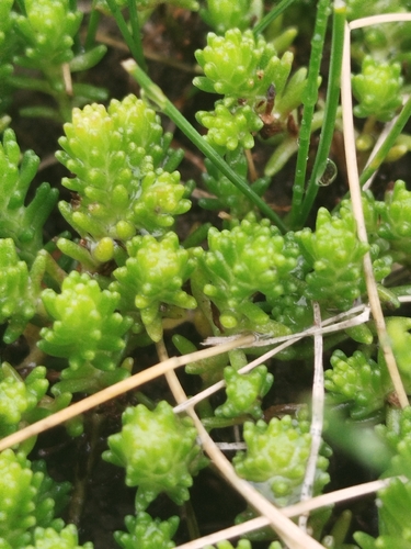 Tasteless Stonecrop