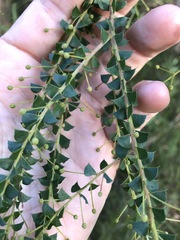 Acacia hubbardiana