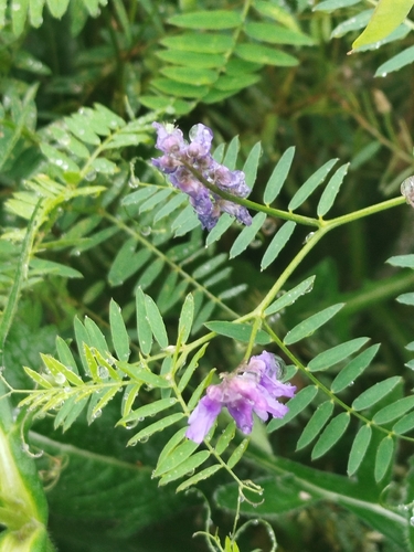 tufted vetch