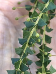 Acacia hubbardiana