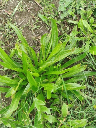 ribwort plantain