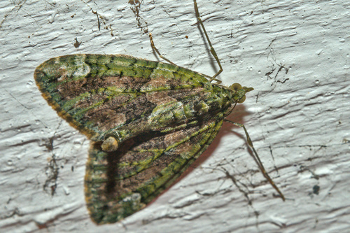 Red-green Carpet