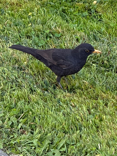 Eurasian Blackbird