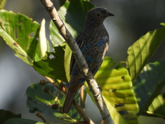 Cotinga maynana
