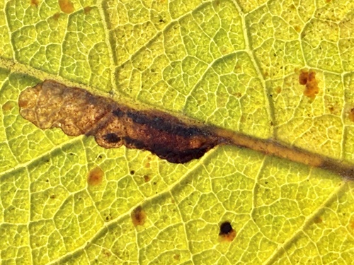 Black-spot Sallow Pigmy
