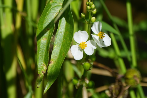 Sagittaria trifolia