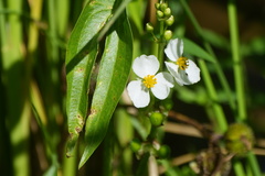 Sagittaria trifolia
