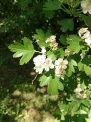 Crataegus monogyna