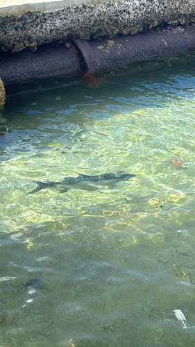 Atlantic Tarpon