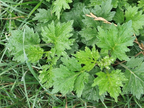 common mugwort