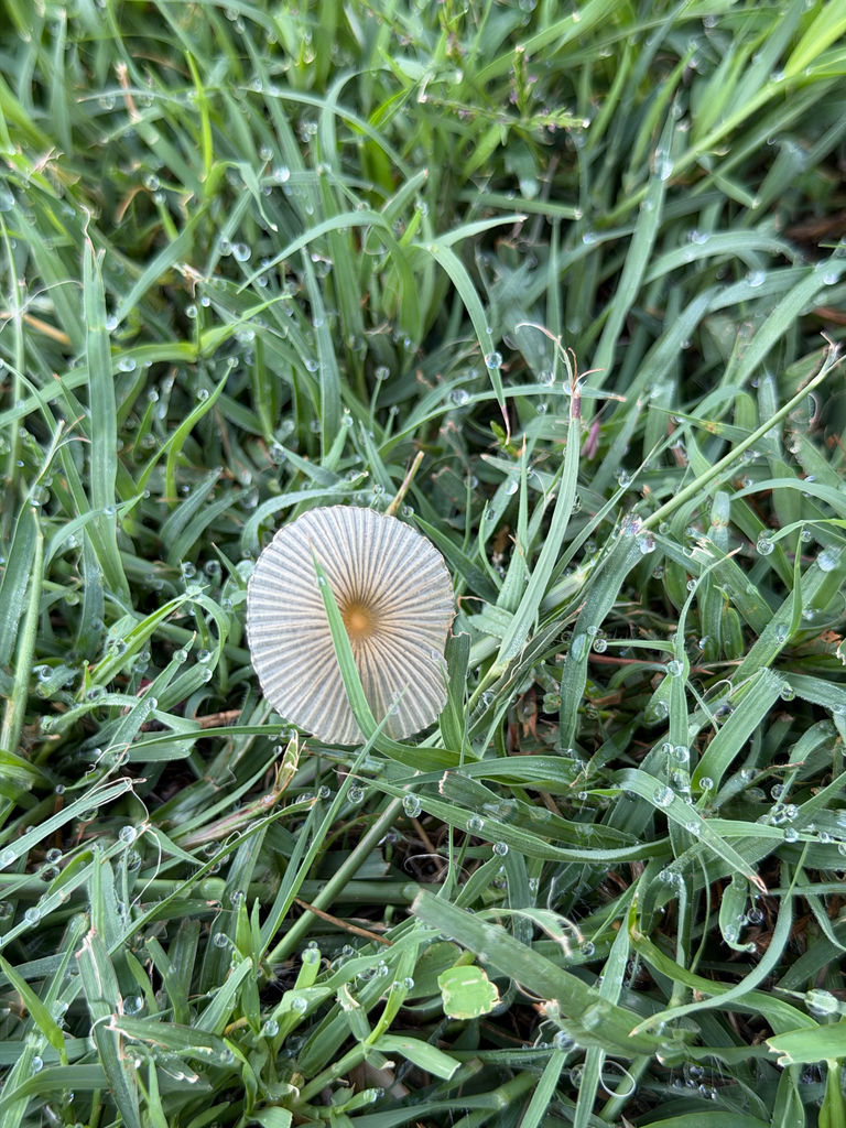 pleated inkcap · September 2026 · photo: Photo: (c) CK2AZ, some rights reserved (CC BY) · iNaturalist