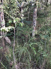 Acacia hubbardiana