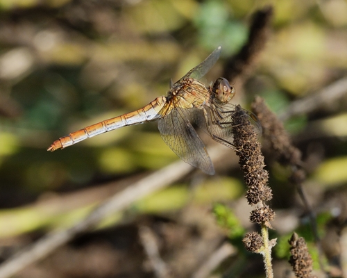 Southern Darter