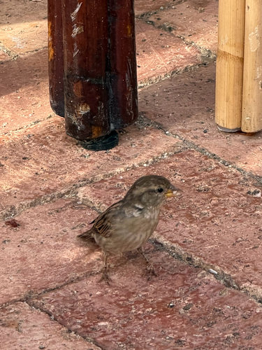 Italian Sparrow