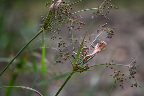 Scirpus sylvaticus, photograph 2