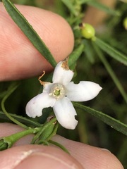Philotheca queenslandica