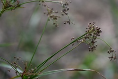 (c) Petr Harant, some rights reserved (CC BY) Scirpus sylvaticus, photograph (c) Petr Harant, some rights reserved (CC BY)