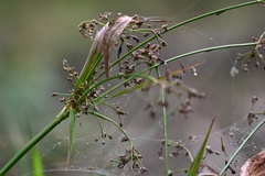 (c) Petr Harant, some rights reserved (CC BY) Scirpus sylvaticus, photograph (c) Petr Harant, some rights reserved (CC BY)