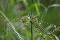 (c) Petr Harant, some rights reserved (CC BY) Scirpus sylvaticus, photograph (c) Petr Harant, some rights reserved (CC BY)