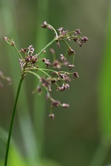 Scirpus sylvaticus, photograph (c) Petr Harant, some rights reserved (CC BY)