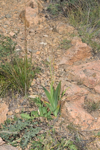 Vesper Iris