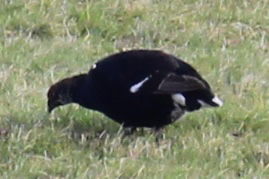 Black Grouse
