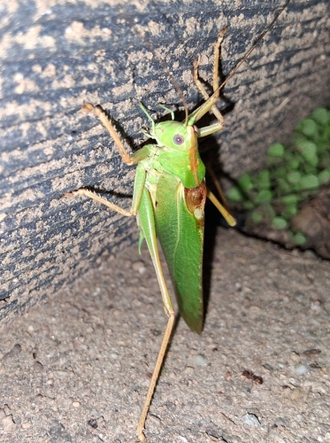 Great Green Bush-cricket