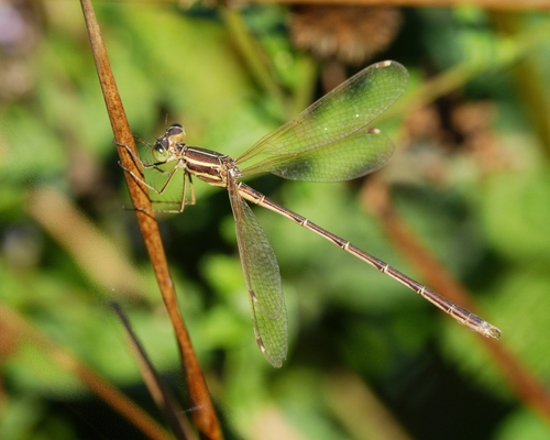 Migrant Spreadwing