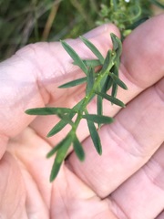 Philotheca queenslandica