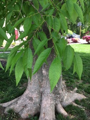 Zelkova
