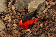 Piranga olivacea