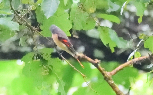 Pericrocotus roseus observed 2026-08-22