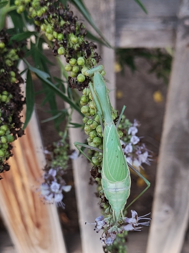 Arizona Mantis