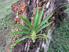Mormodes