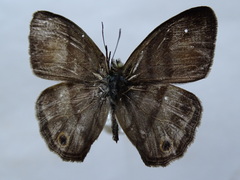 Cissia pseudoconfusa