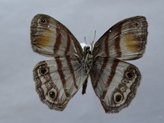 Cissia pseudoconfusa